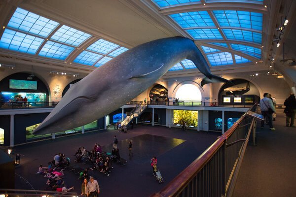 25whale-01-ALT-articleLarge