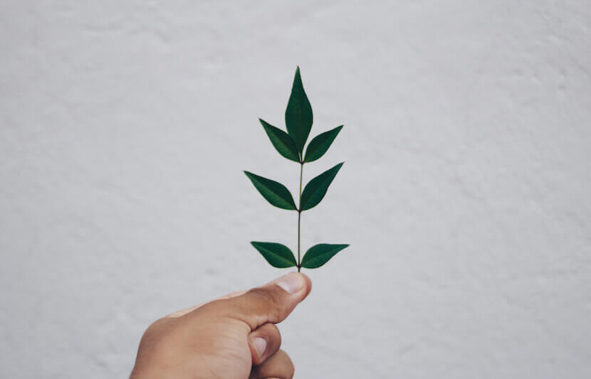 The Herb Affair Scholarship Award – $1,000 – Apply Annually by July 31