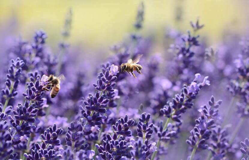 Campus Bee Buzz: New Community Apiary at North Carolina State University