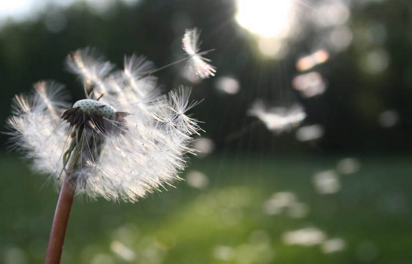 Trinity College Dublin Scientists Make Significant Breakthrough for Allergic Conditions