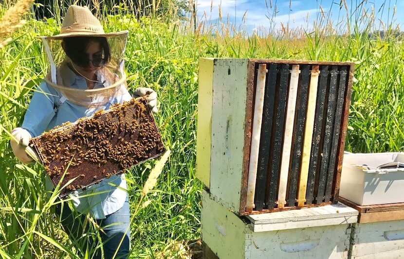 Simon Fraser University Student Decodes Honeybee Health From Bee Buzz