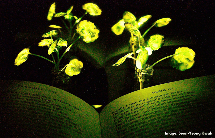 MIT’s Glow-in-the-Dark Plants Could Be Our Light Source Someday