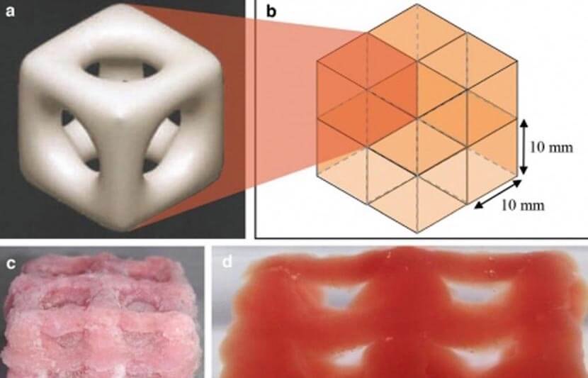 Scienziati 3D Stampa tessuti morbidi come il cervello