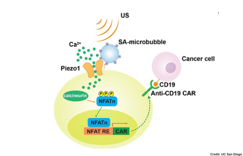 Innovative Immunotherapy Method Targets and Kills Cancer Cells Remotely