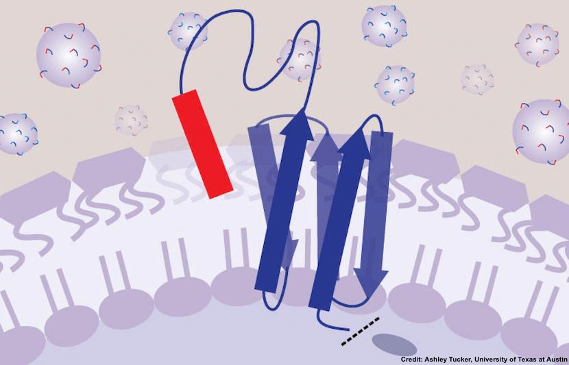 New Method for Testing Potential Antibiotics ‘Puts Bacteria to Work for Us’
