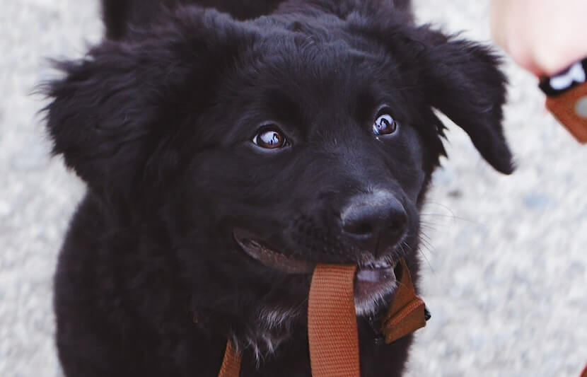 Rover Scholarship – $2,500 – Apply by May 1