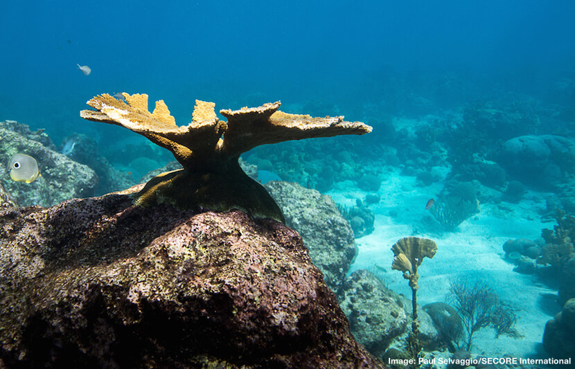The United Effort to Save the World’s Coral Reefs