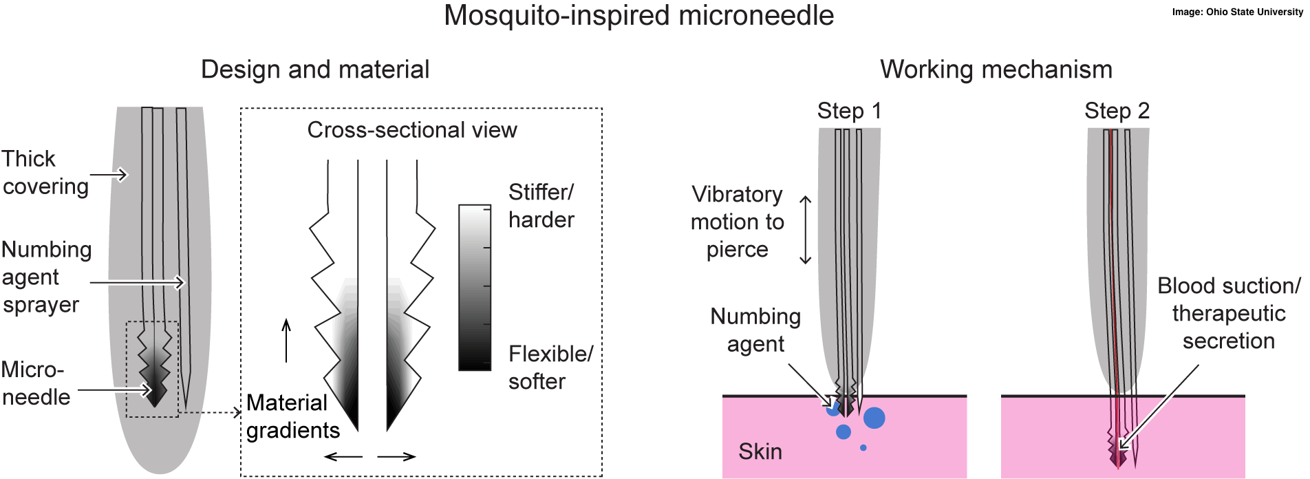 Mosquitos Hold the Secret to Painless Needles The University Network