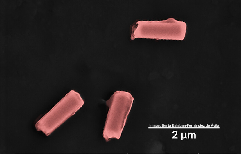 Tiny Ultrasound-Powered Robots Remove Harmful Bacteria From Blood