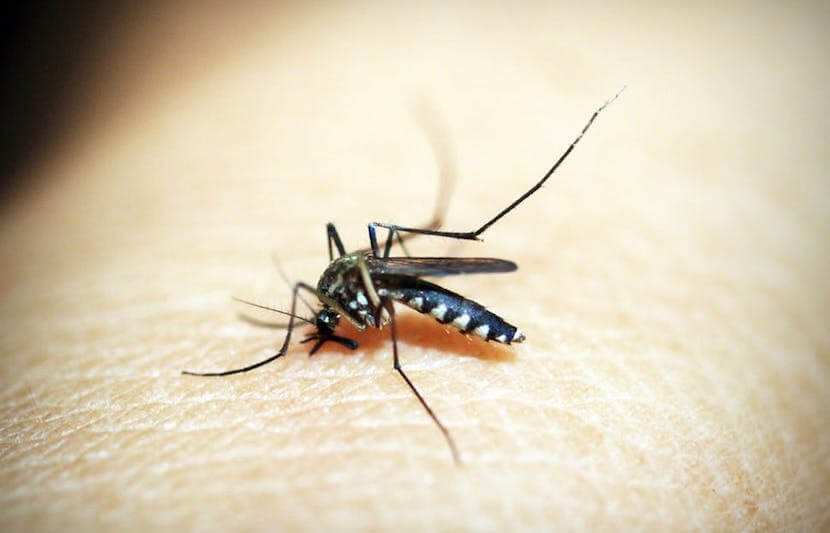 Mosquitos Hold the Secret to Painless Needles