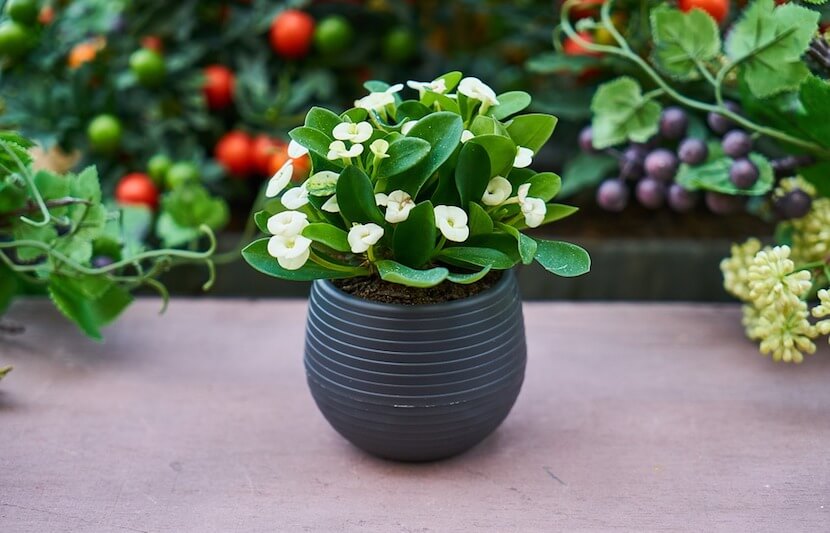 Scientists Discover New Form of Photosynthesis to Help Identify Alien Life