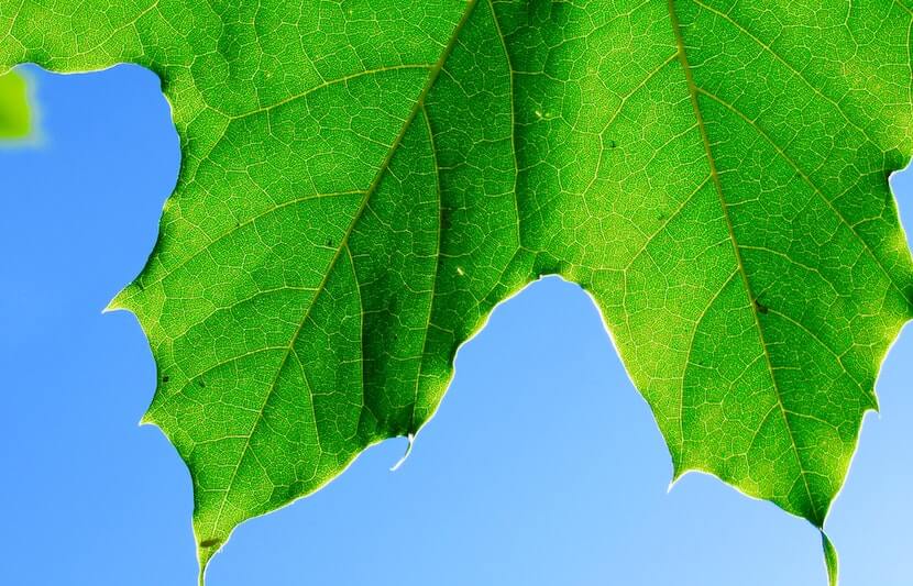 Researchers Mimic Photosynthesis to Reduce CO2