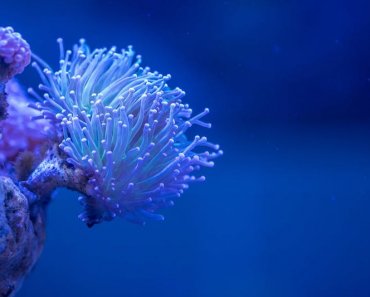 Riproduzione del corallo sulla Grande Barriera Corallina cade 89% dopo ripetuti sbiancamenti