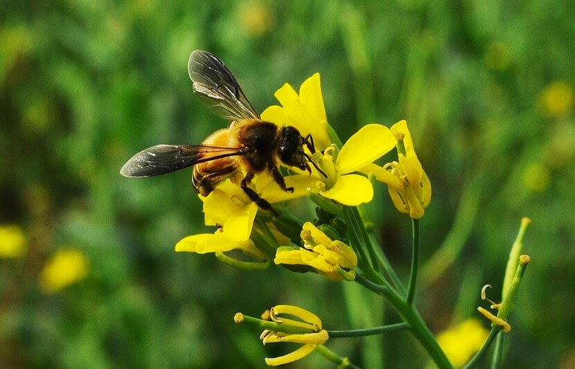 Weed Killers Are Killing Bee Populations