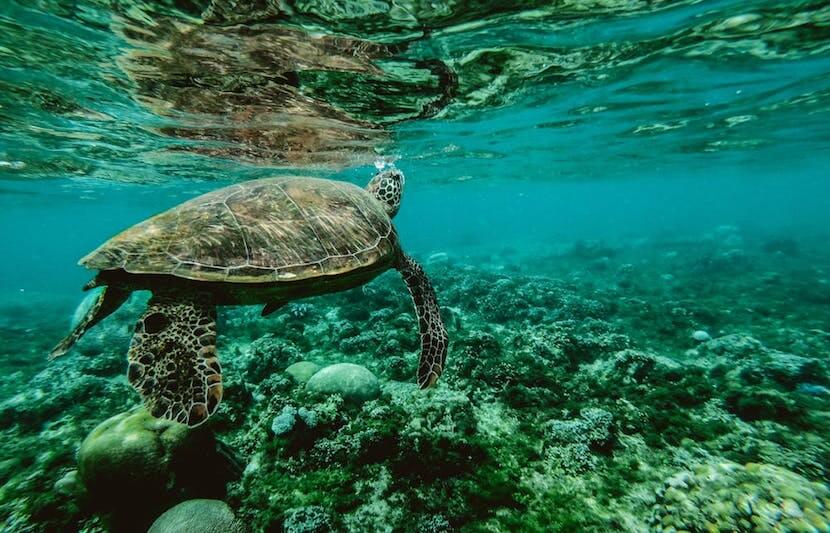 Three Turtles, One Straw: Where We Stand With Ocean Pollution