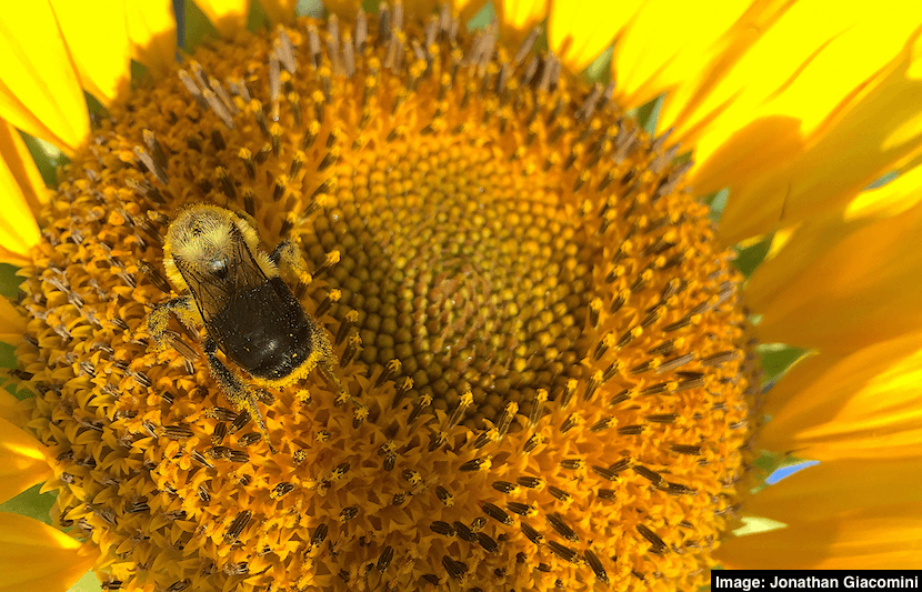 How Sunflower Pollen Can Save Declining Bee Populations