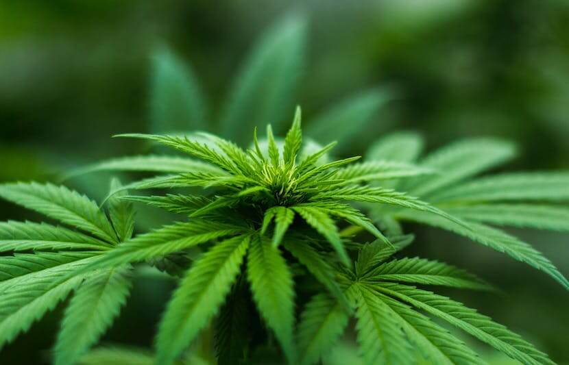 Canadian College Prepares a New Generation of Pot Growers