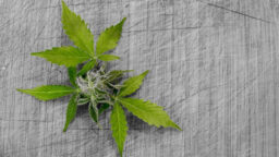 Come la cannabis potrebbe essere un'alternativa sicura agli antidolorifici oppioidi
