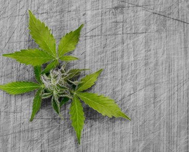 How Cannabis Could Be a Safe Alternative to Opioid Painkillers