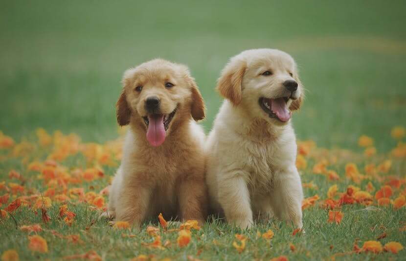 Passionate College Student Has Rescued Over 3,000 Desperate Animals