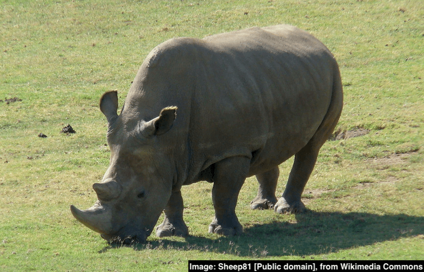New Research Could Save Northern White Rhino From Extinction
