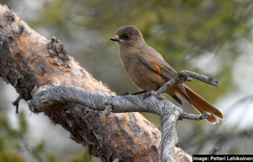 Le aree di conservazione aiutano le specie di uccelli a prepararsi per un mondo in fase di riscaldamento