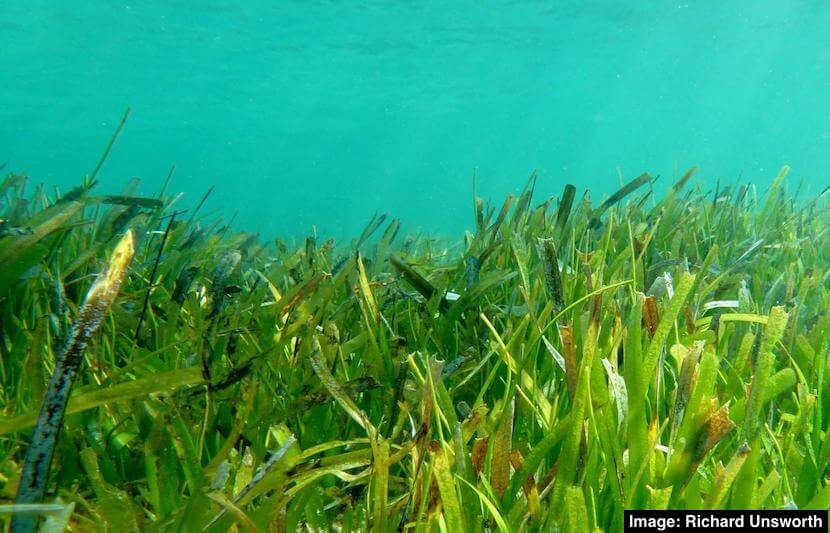Perché gli sforzi per la conservazione dei mari devono includere le alghe
