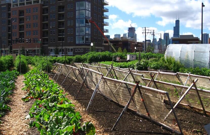 How Urban Agriculture Can Improve Food Security in US Cities