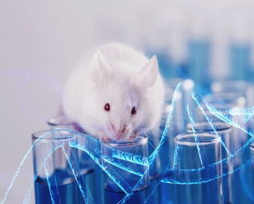 La tecnologia Gene Drive rende la prole del mouse eredita tratti specifici dai genitori