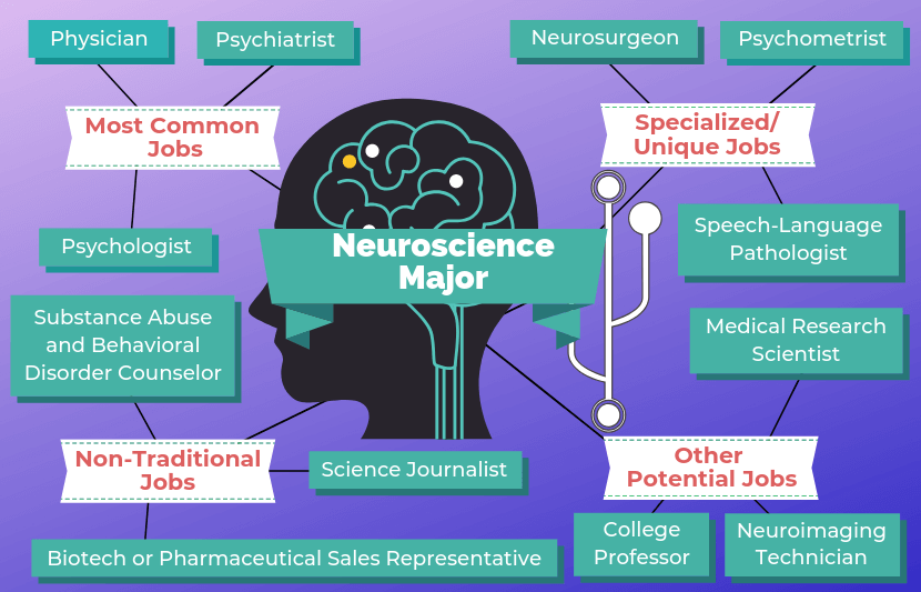 12 Jobs for a Neuroscience Major