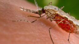 Using Gene Drives to Control Wild Mosquito Populations and Wipe Out Malaria