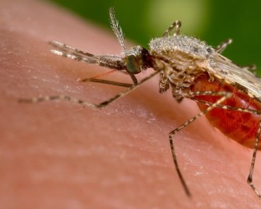 Utilizzo di unità geniche per controllare le popolazioni di zanzare selvatiche e spazzare via la malaria