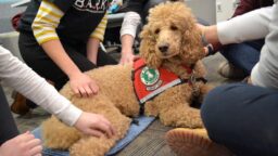Terapia cinofila: cosa ho imparato sorvegliando 60 squadre universitarie canine