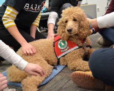 Dog Therapy: What I’ve Learned Overseeing 60 Canine Campus Teams