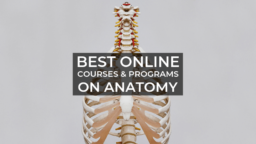 Best Online Courses and Programs on Anatomy