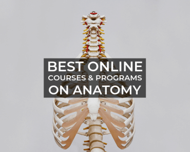 Beste Online-Kurse und Programme zur Anatomie