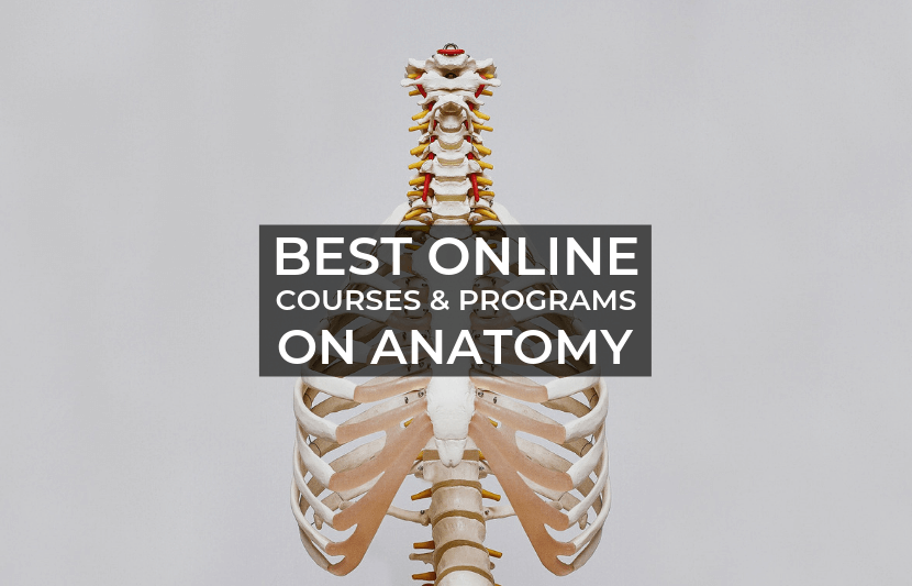 Best Online Courses And Programs On Anatomy | TUN