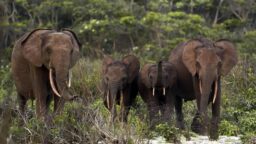 forest elephants climate change