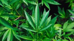 In States with Legal Marijuana, Students Smoke More but Binge-Drink Less