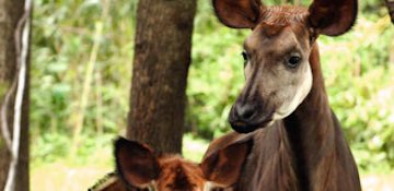 Bronx Zoo Pay what you will. – Bronx