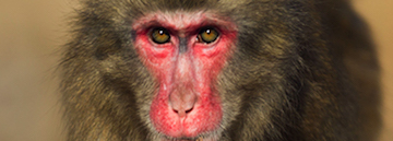 Lincoln Park Zoo Student Discount – Chicago