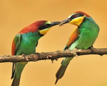 Free Online Education