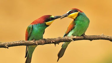 Free Online Education