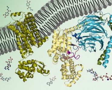 Bioquímica: biomoléculas, métodos y mecanismos