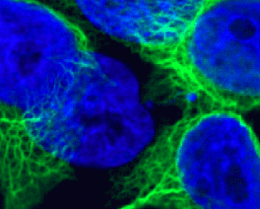 Free Online Education